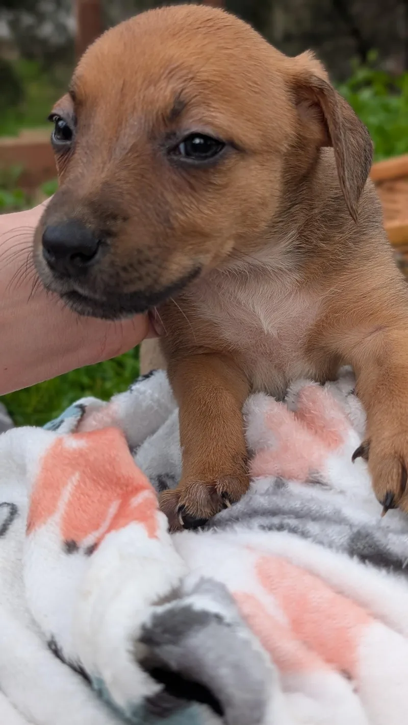 Goldie Girl thumbnail 3