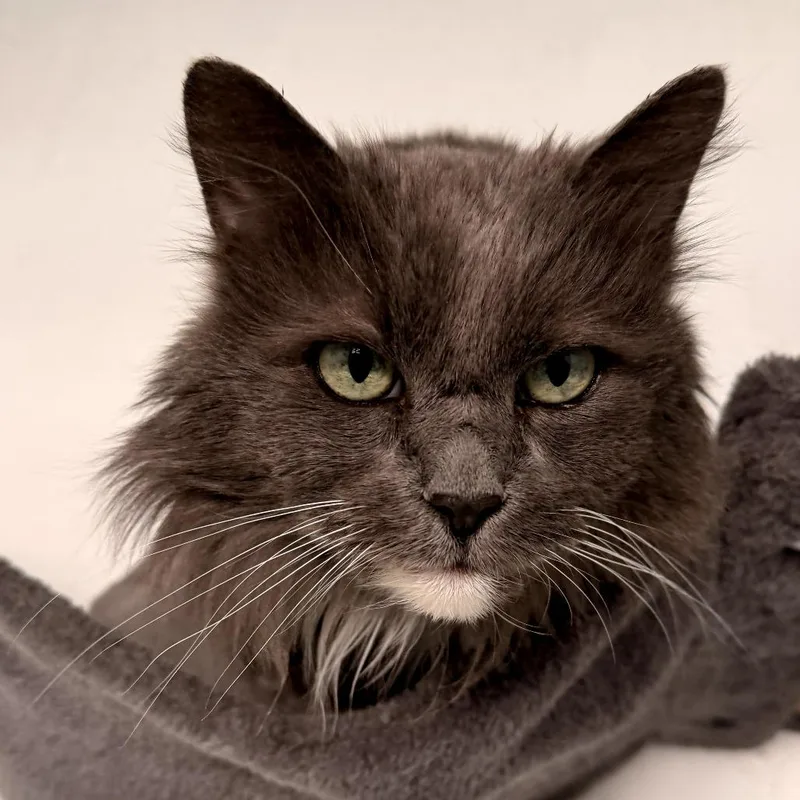 A senior small-sized female Gray / Blue / Silver Domestic Long Hair cat named Sophie for adoption in Layton, UT
