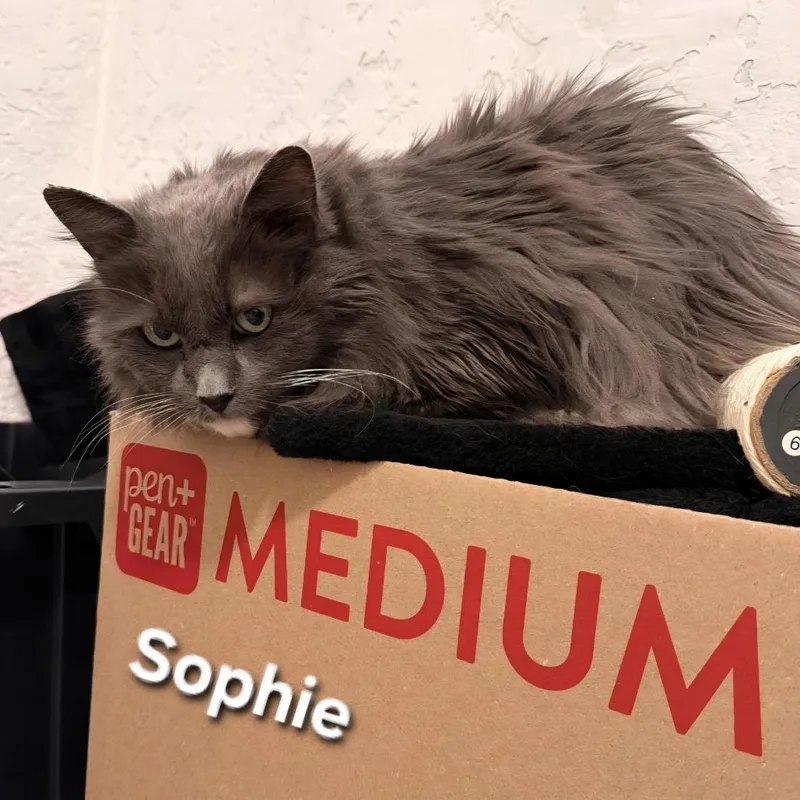 Sophie thumbnail 2