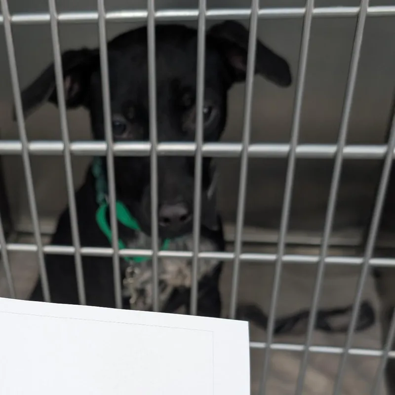 A young medium-sized female Black Mixed Breed dog named Louise for adoption in DeKalb, IL