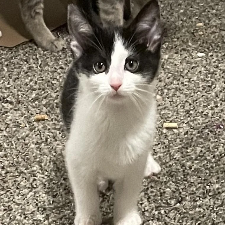 A baby small-sized male Black Domestic Short Hair cat named Jockey for adoption in Granville, OH
