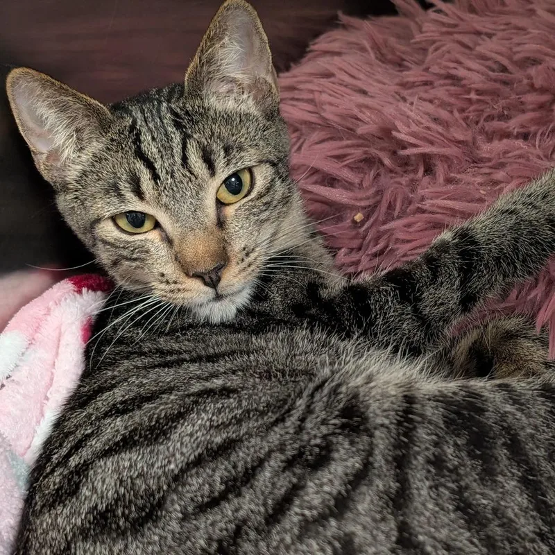 A baby medium-sized female Gray / Blue / Silver Domestic Short Hair cat named Sandy for adoption in Titusville, FL