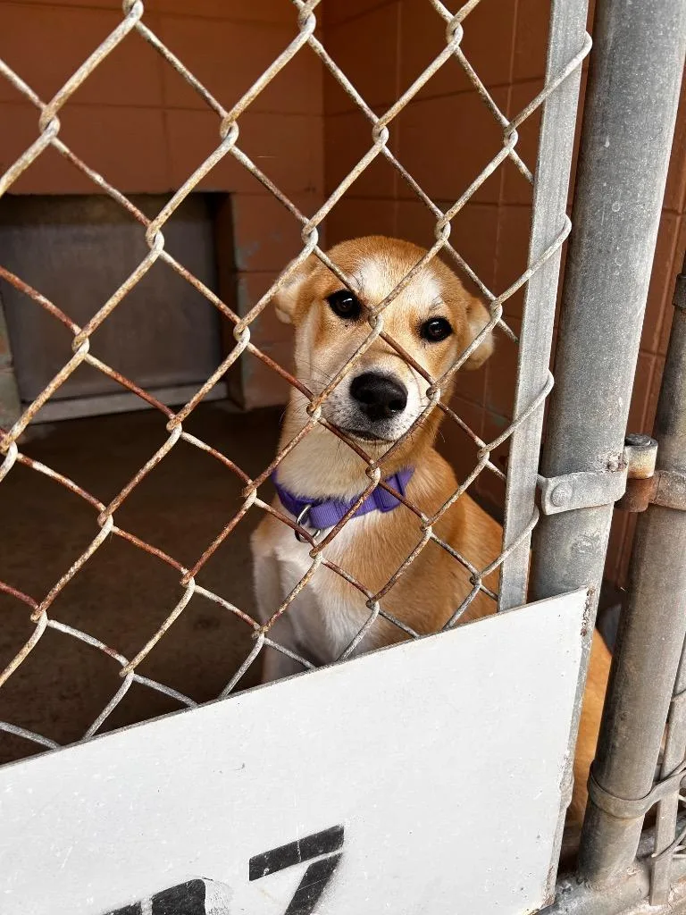 A baby medium-sized female Jindo dog named Pogo for adoption in Gautier, MS
