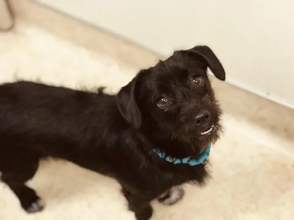 A senior small-sized female Chihuahua dog named Princess for adoption in San Diego, CA