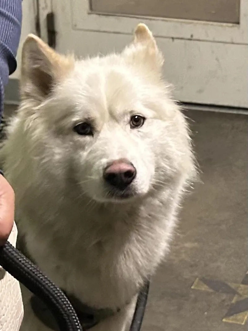 A young large-sized male Siberian Husky dog named Kaiser for adoption in Los Angeles, CA