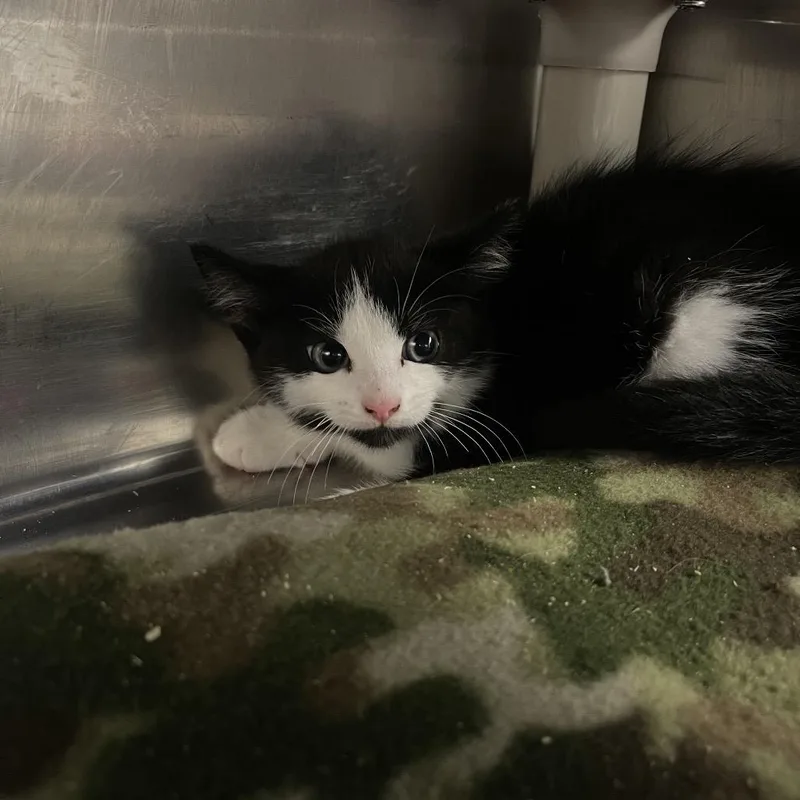 A baby small-sized male Black Domestic Short Hair cat named Rich for adoption in Mentor, OH
