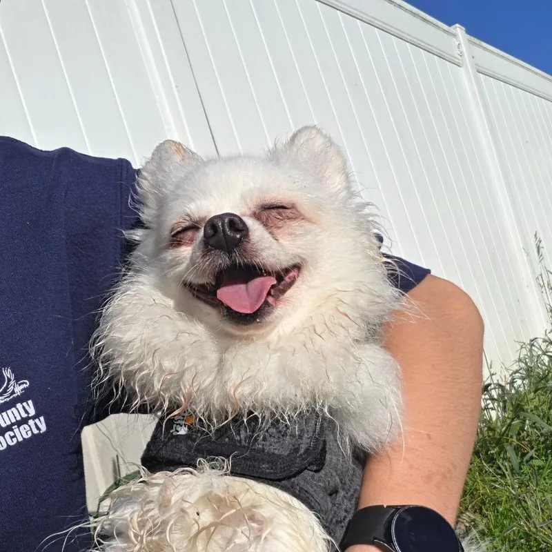 An adult small-sized female White / Cream Pomeranian dog named Cream Puff for adoption in Binghamton, NY