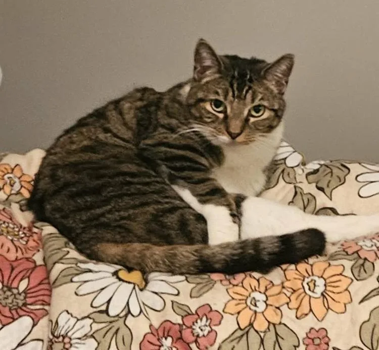 A young medium-sized female Tabby (Brown / Chocolate) Domestic Short Hair cat named Allie for adoption in Rochester, NY