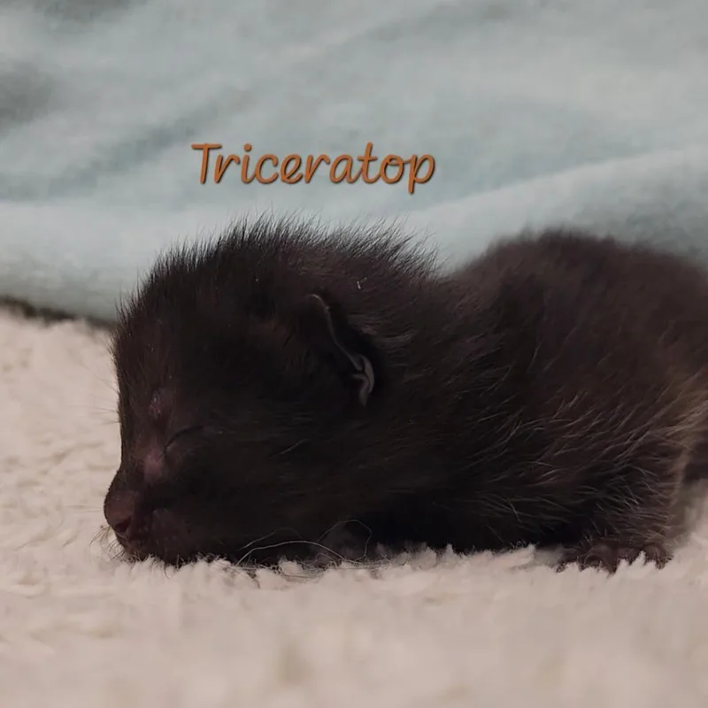 A baby small-sized male Black Domestic Short Hair cat named Triceratop for adoption in Parkersburg, WV