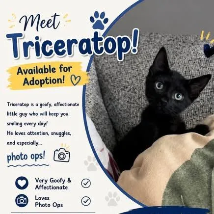 Triceratop thumbnail 2