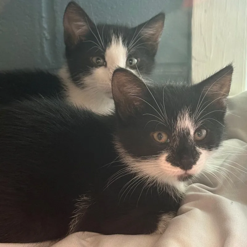 A baby small-sized male Black Domestic Short Hair cat named Ra for adoption in East Hanover, NJ