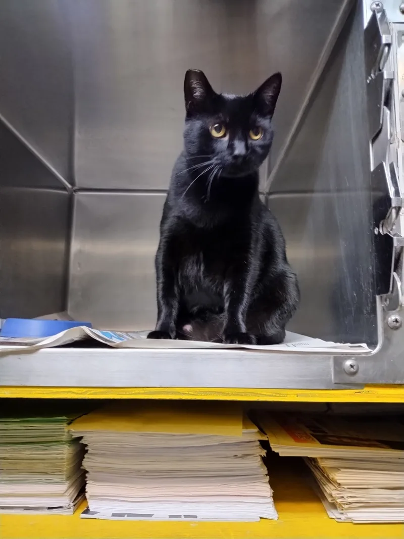 Ms. Jet Black Beauty! thumbnail 2