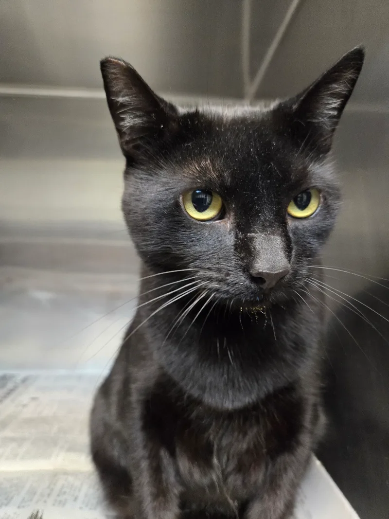 Ms. Jet Black Beauty! thumbnail 3