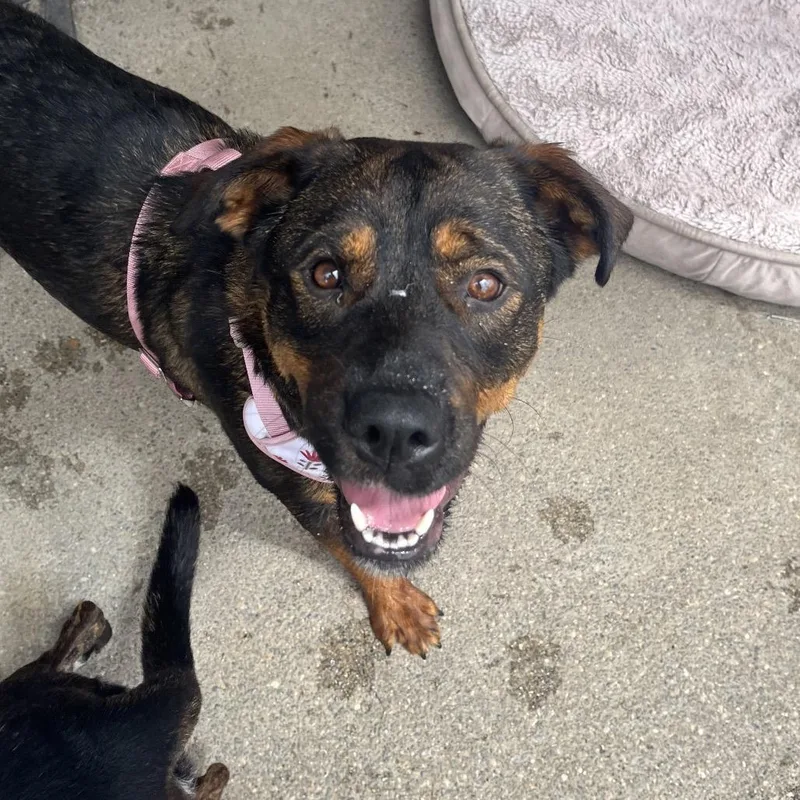 A young large-sized female Brown / Chocolate Rottweiler dog named Sable for adoption in Ashland, OR