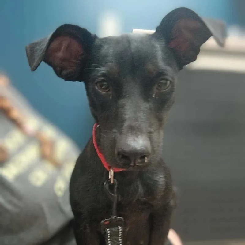 A young medium-sized female Black Terrier dog named Twizzler for adoption in Spring, TX