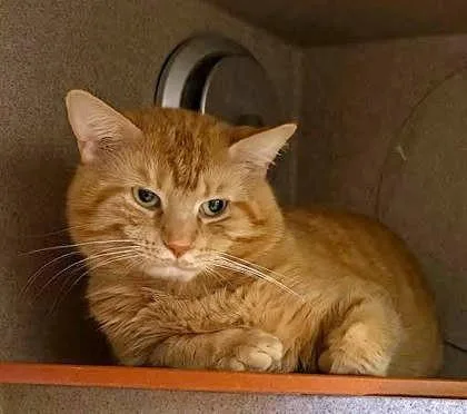 An adult medium-sized male Domestic Short Hair cat named Chase for adoption in Washington, DC