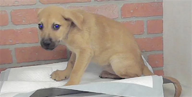 A baby small-sized female Staffordshire Bull Terrier dog named Jolie for adoption in Houston, TX
