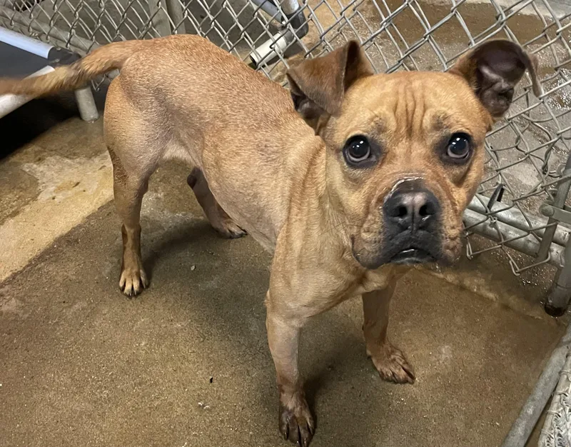 A young medium-sized male Brown / Chocolate American Staffordshire Terrier dog named Hippy Hold for adoption in Canton, OH