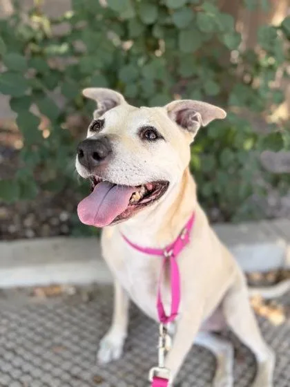 A senior medium-sized female Apricot / Beige American Staffordshire Terrier dog named Daisy for adoption in Redmond, OR