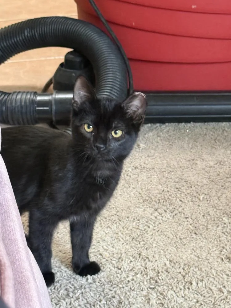 A baby small-sized female Black Domestic Short Hair cat named Topaz for adoption in Albuquerque, NM