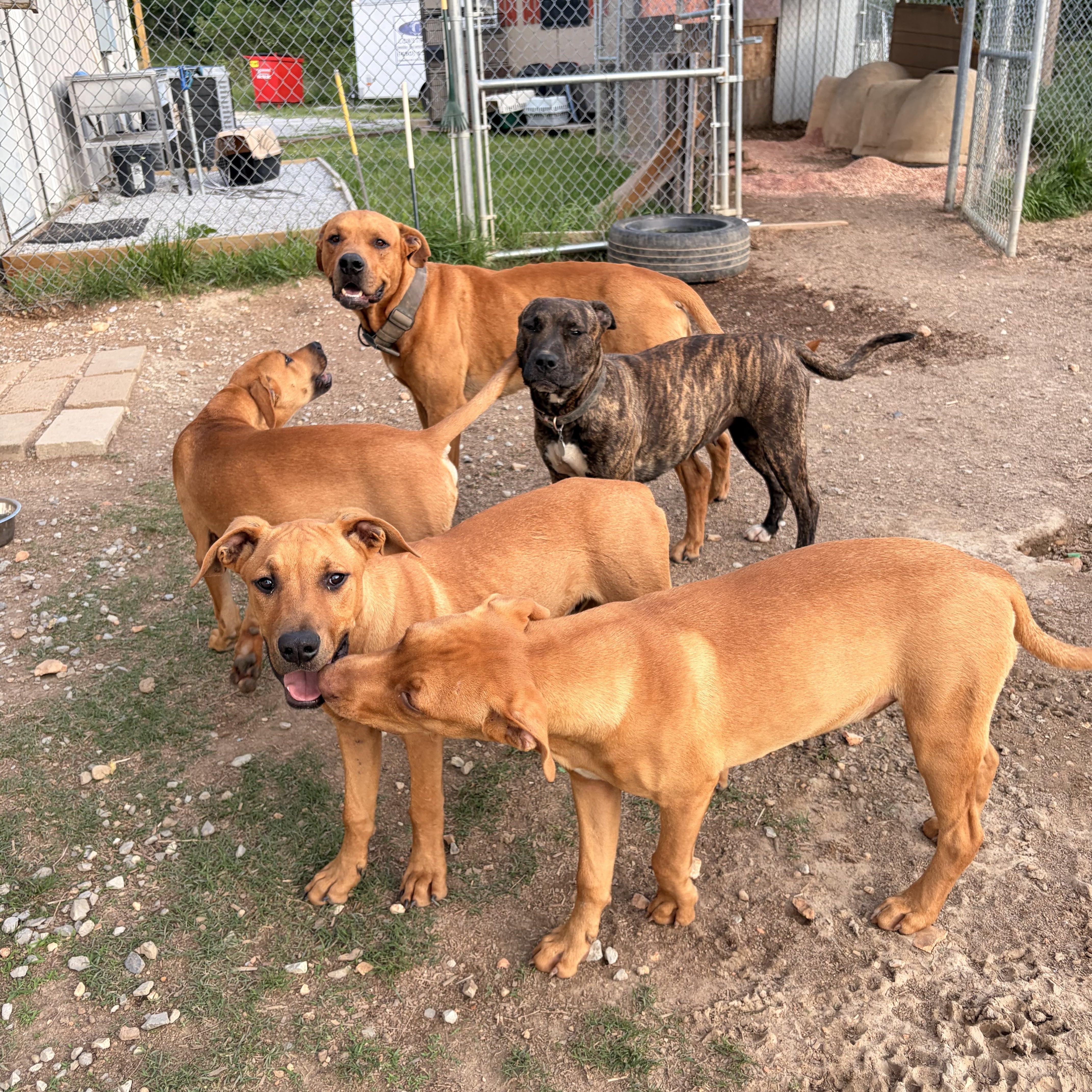 A young large-sized male Mountain Cur dog named Cody for adoption in Melbourne, AR
