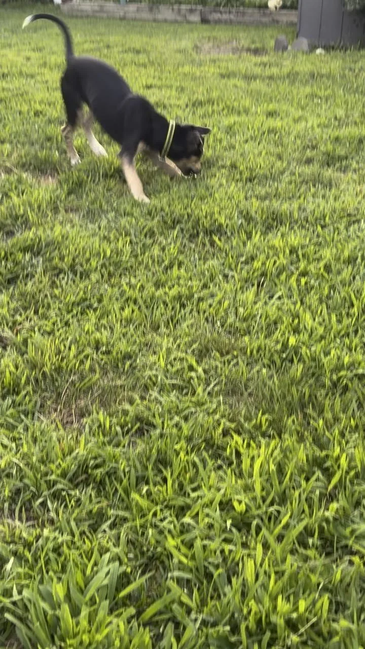 Bandit  The Old thumbnail 3