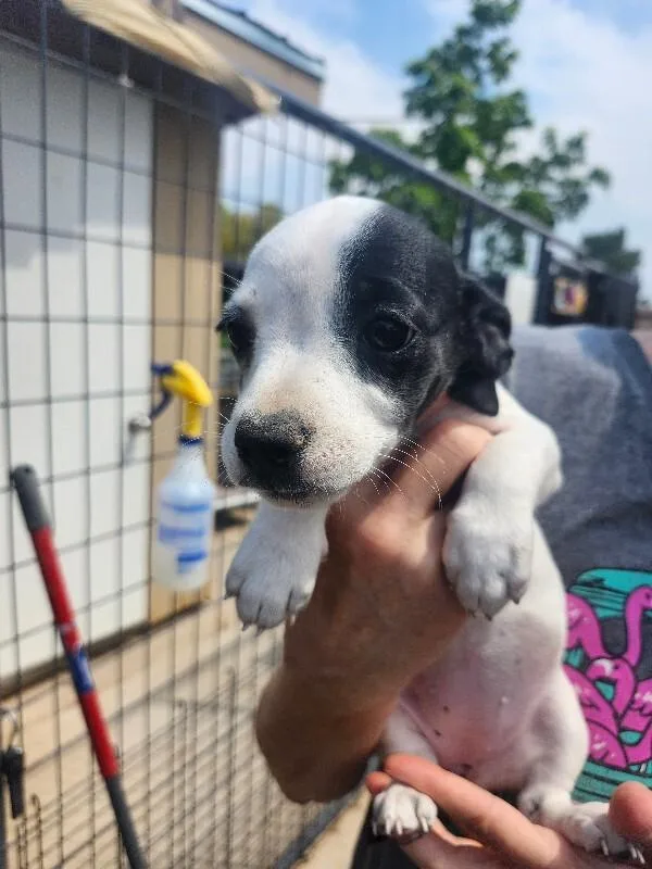 A baby small-sized male Jack Russell Terrier dog named Ree for adoption in Windsor, CO