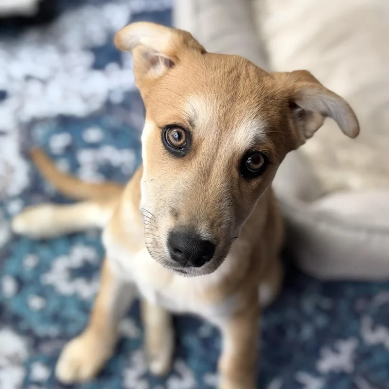 A baby medium-sized male Apricot / Beige Shepherd dog named Zest for adoption in San Diego, CA