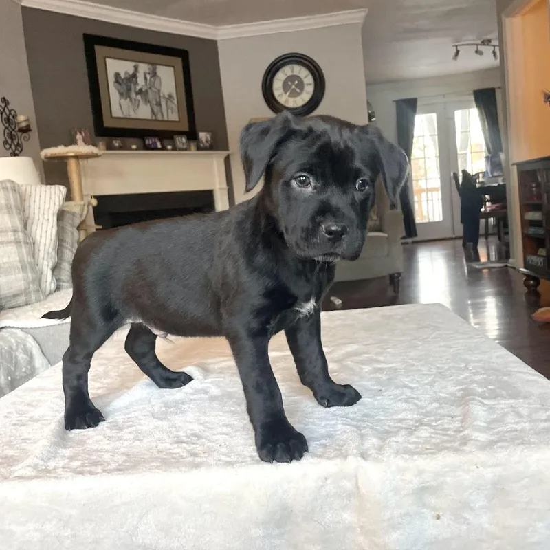 Petra's Pup Wyatt thumbnail 2