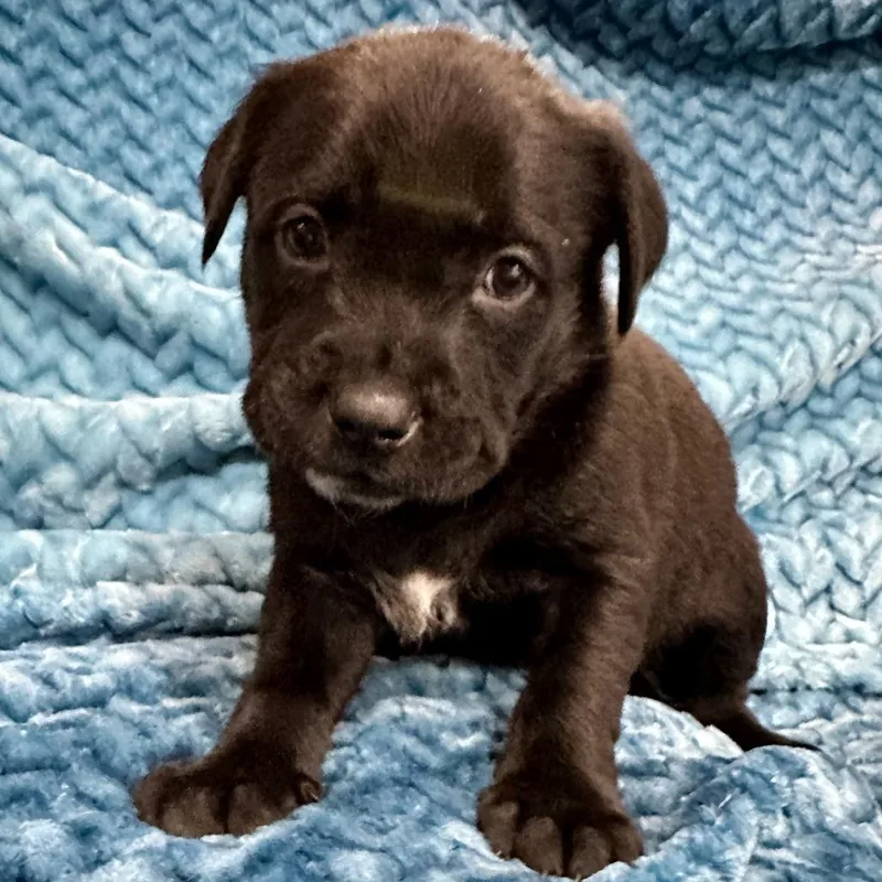 Petra's Pup Wyatt thumbnail 3