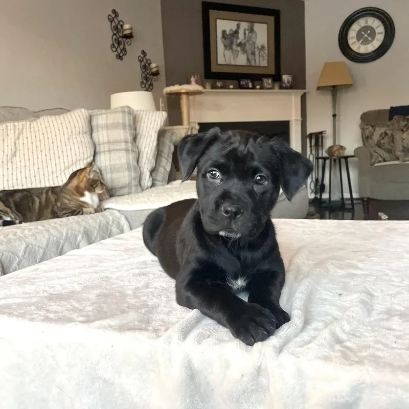 Petra's Pup Wyatt thumbnail 4