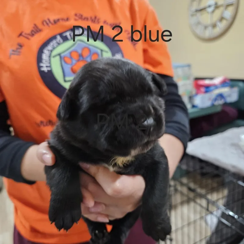 Petra's Pup Wyatt thumbnail 5