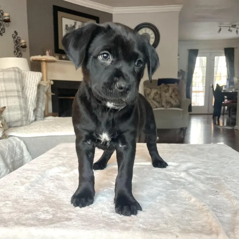 Petra's Pup Wyatt thumbnail 6