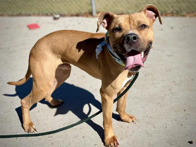 Gus
