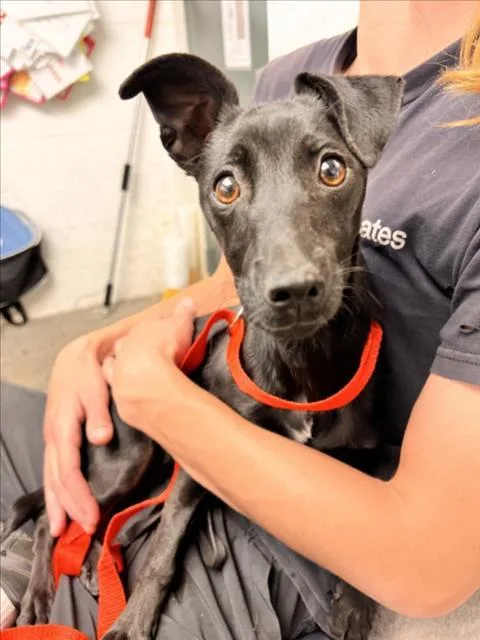 A young small-sized female Italian Greyhound dog named Jubilee for adoption in Woodland, CA