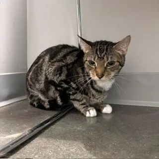 A young medium-sized female Domestic Short Hair cat named Mamba for adoption in Janesville, WI