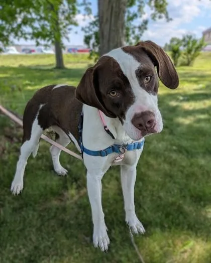 An adult medium-sized female English Springer Spaniel dog named Coco for adoption in Baraboo, WI