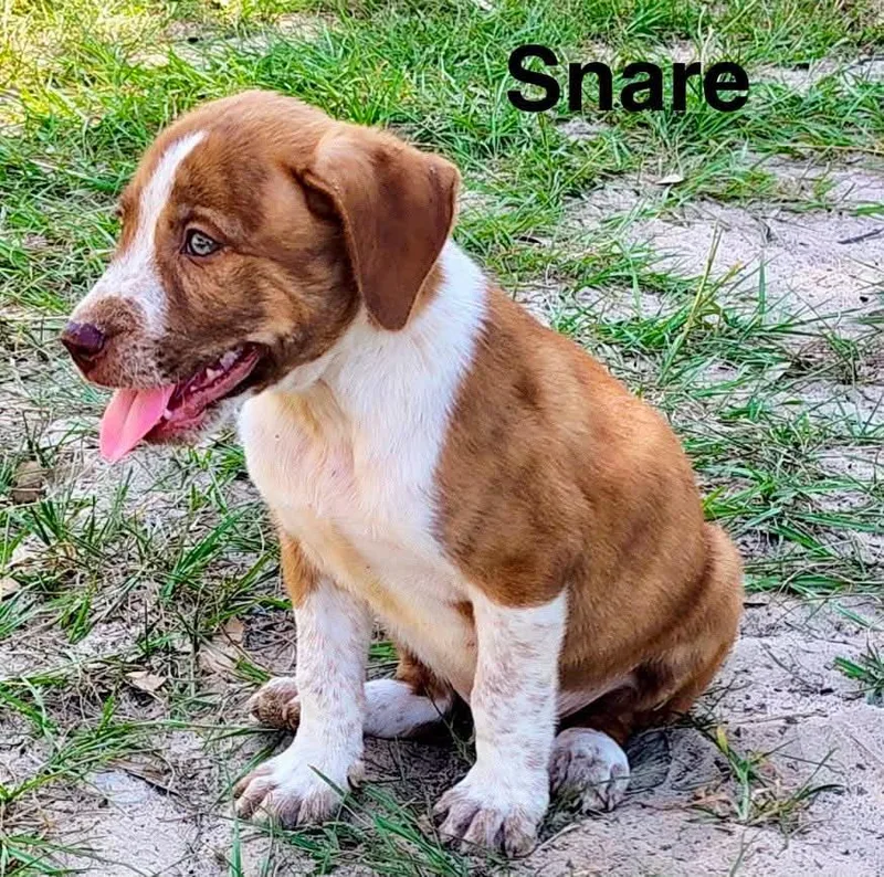 Snare