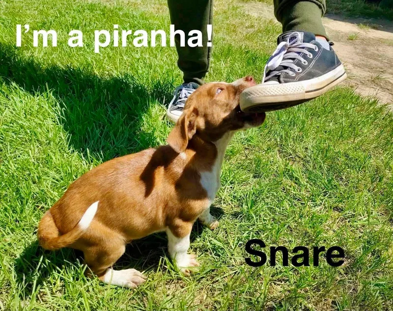 Snare thumbnail 2