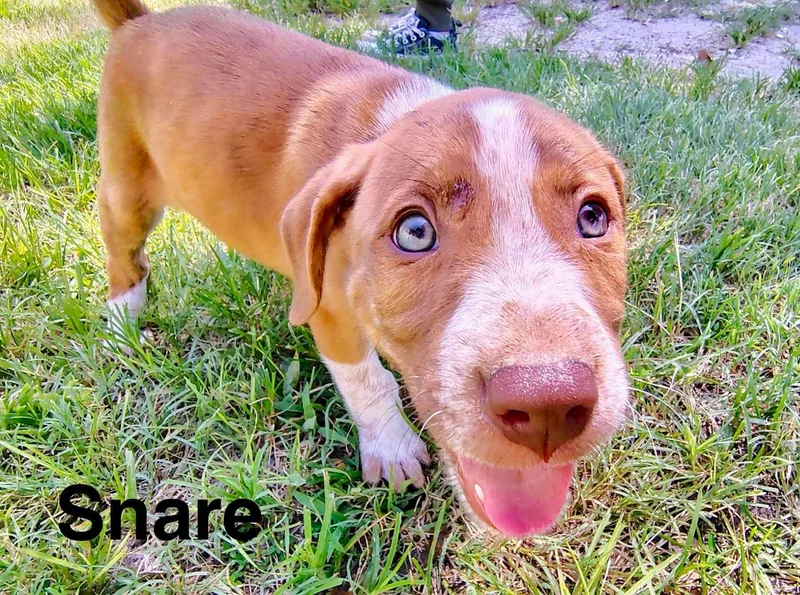 Snare thumbnail 3