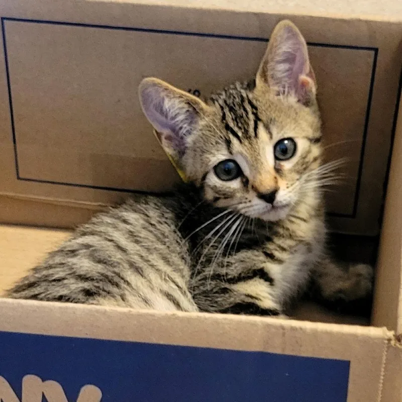 A baby small-sized male Brown / Chocolate Domestic Short Hair cat named Smore Carlsbad for adoption in Denver, CO