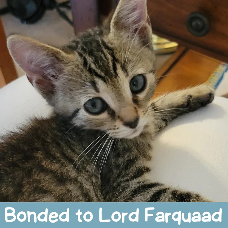 Smore Carlsbad thumbnail 2