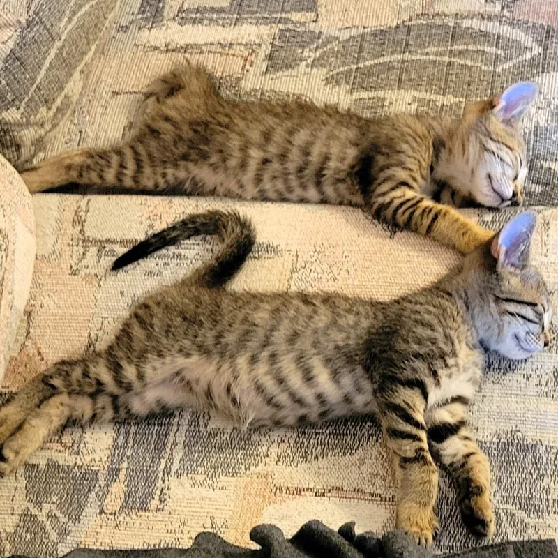 Smore Carlsbad thumbnail 4