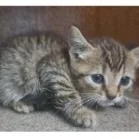 Smore Carlsbad thumbnail 5