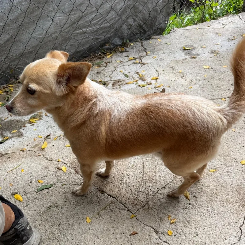 A senior small-sized male Apricot / Beige Pomeranian dog named Chiqui for adoption in Bend, OR
