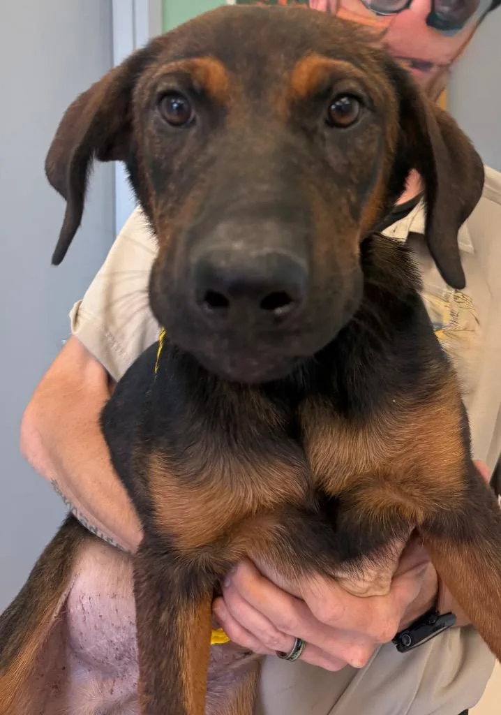 A young medium-sized male Hound dog named Beaux for adoption in Belton, TX