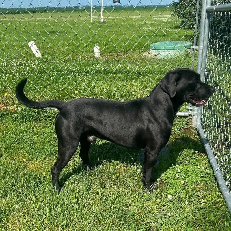 An adult large-sized male Black Labrador Retriever dog named Roo for adoption in Pontiac, IL