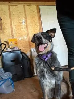 Domino