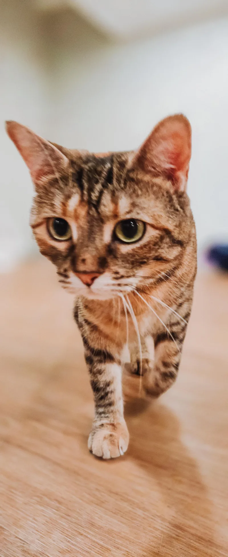 An adult medium-sized female Tabby (Orange / Red) Domestic Short Hair cat named Amber for adoption in Philadelphia, PA