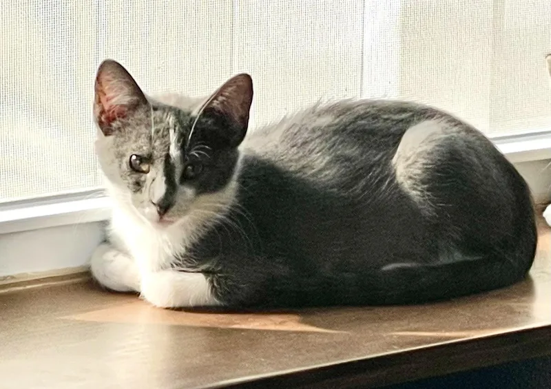 A baby small-sized male Gray & White Domestic Short Hair cat named Sparky for adoption in CANONSBURG, PA